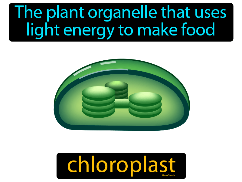 Chloroplast Definition