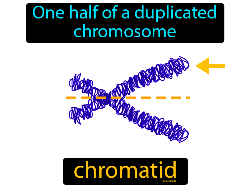 Chromatid Definition