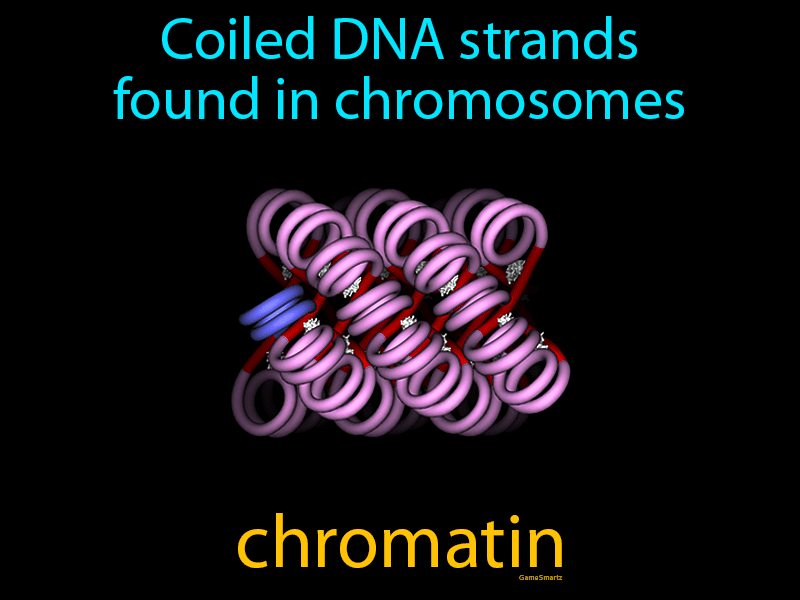 Chromatin Definition