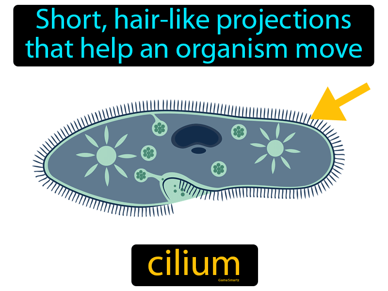 Cilium Definition
