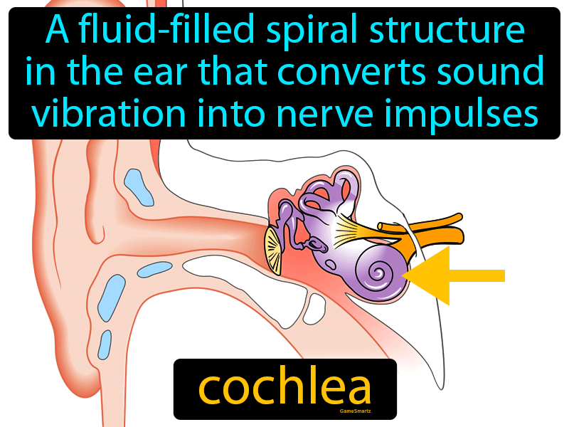 Cochlea Definition
