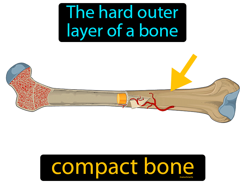 Compact Bone Definition