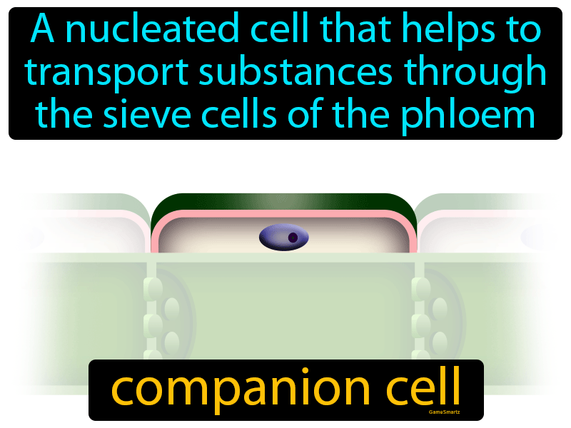 Companion Cell Definition