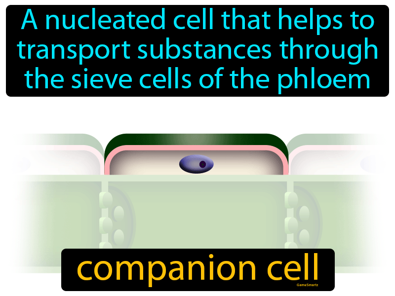 Companion Cell Definition Easy To Understand