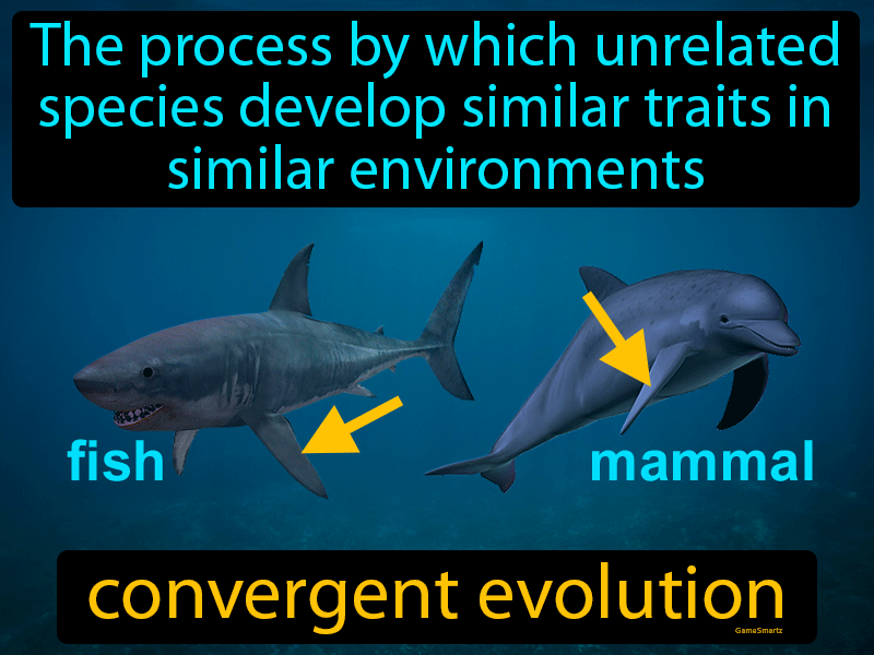 Convergent Evolution - Definition Image - Game Smartz