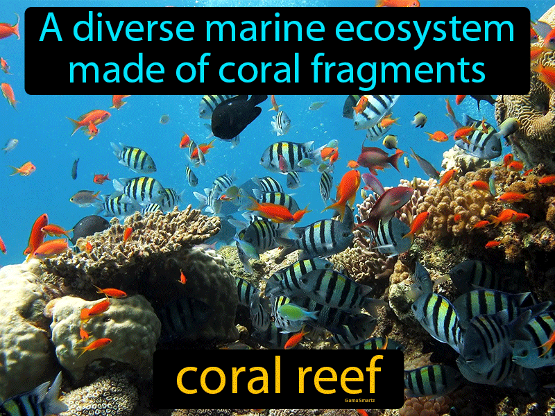Coral Reef Definition
