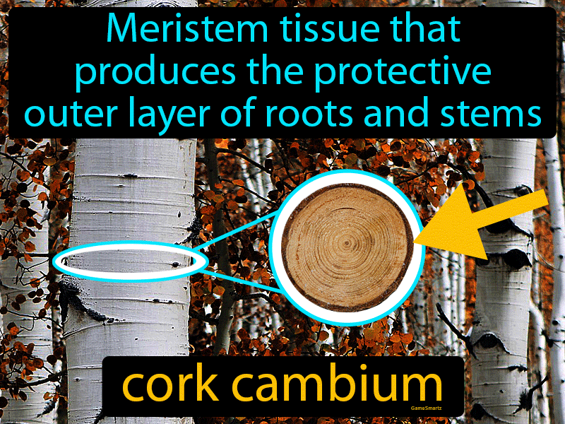 Cork Cambium Definition