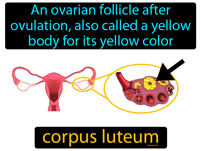 Corpus Luteum Definition