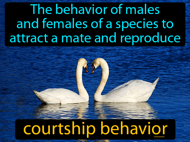 Courtship Behavior Definition