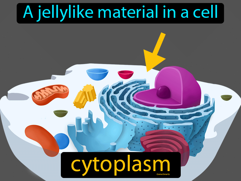 Cytoplasm Definition