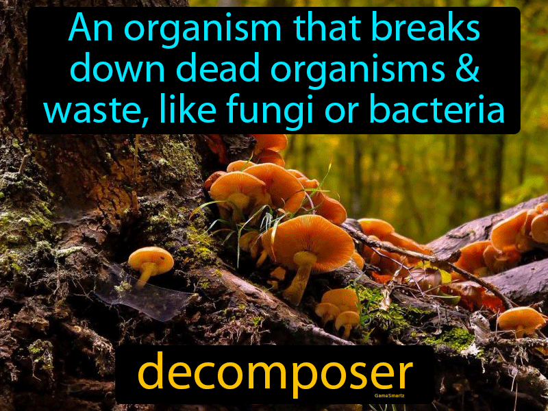 Decomposer Definition