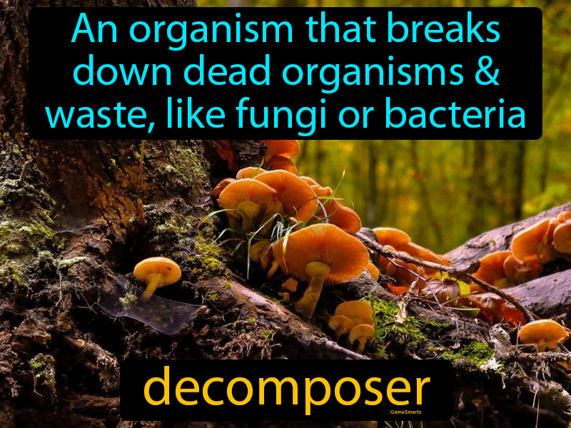 decomposer-definition-image-gamesmartz