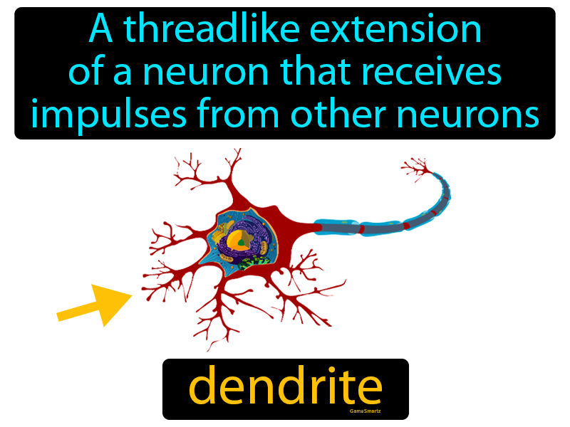 Dendrite Definition