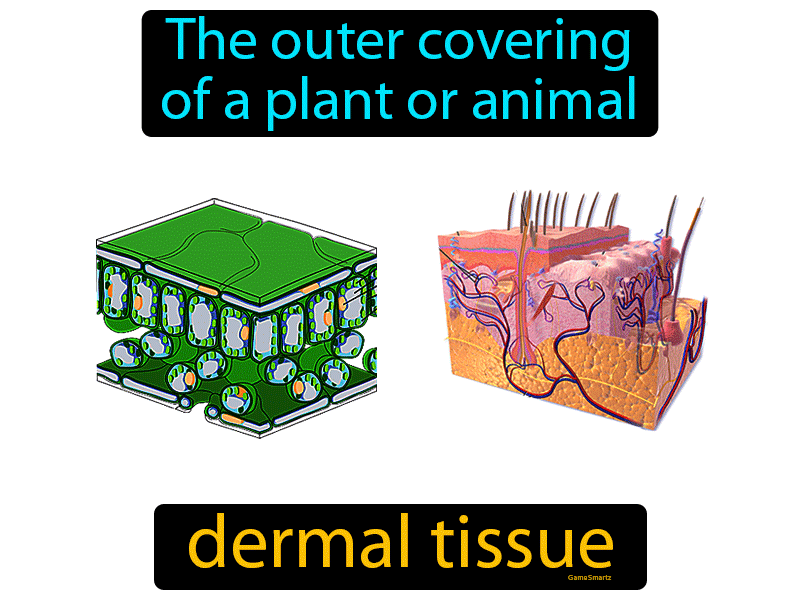 dermal-tissue-easy-to-understand