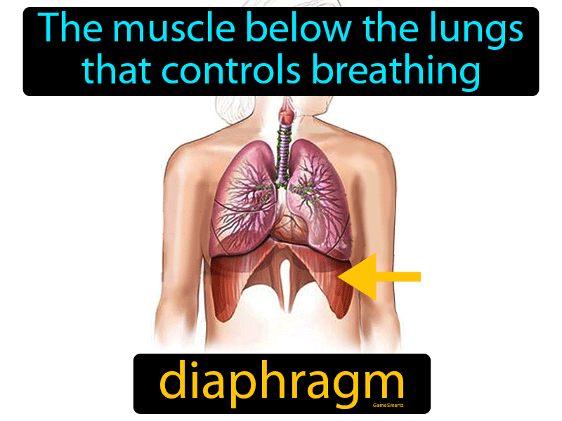 Diaphragm Definition