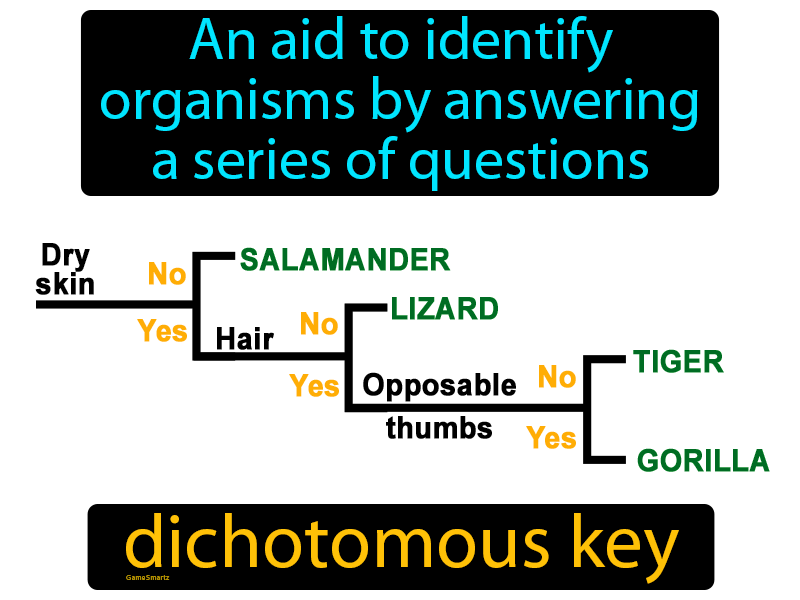 Dichotomous Key Definition