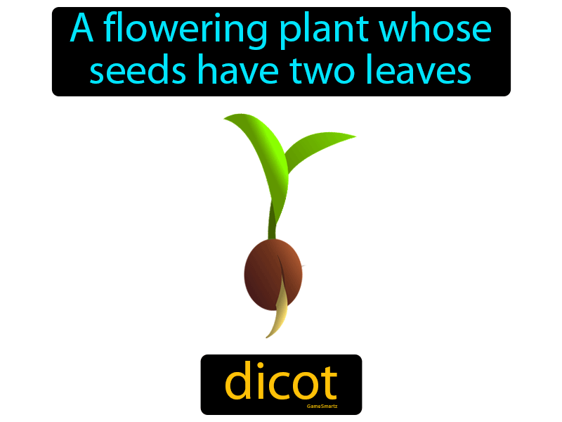 Dicot Definition
