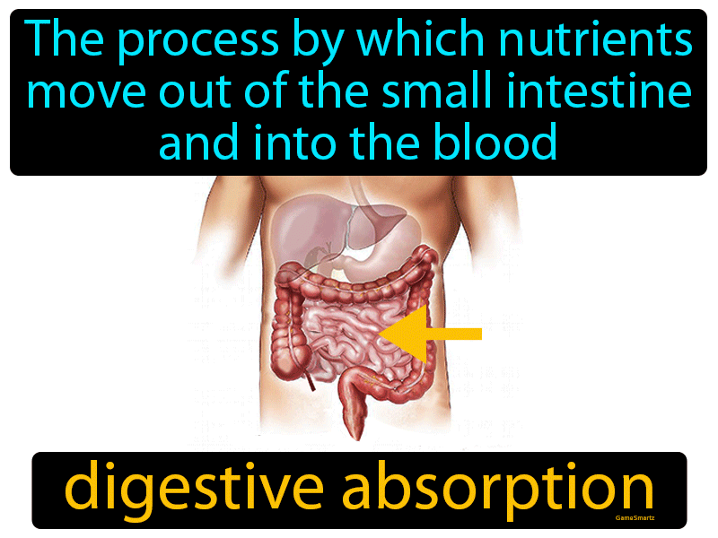 Digestive Absorption Definition
