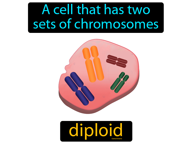 Diploid Definition