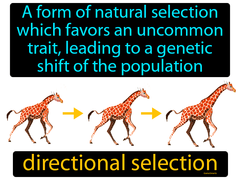 Directional Selection Definition Image GameSmartz