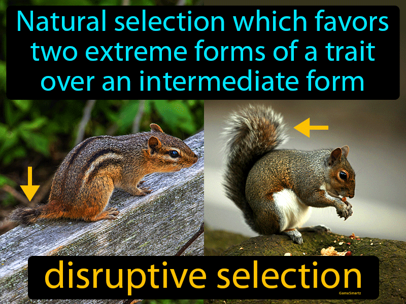 Disruptive Selection Definition