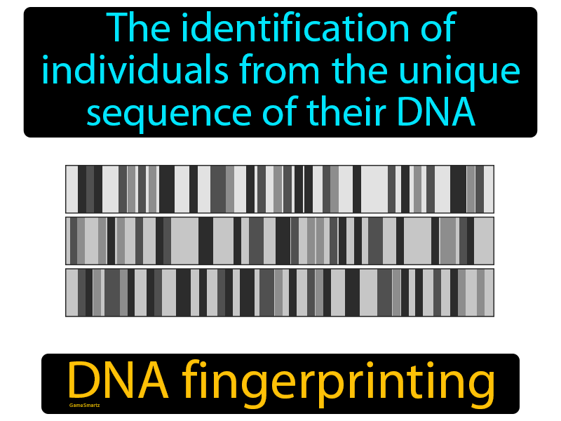 DNA Fingerprinting Definition