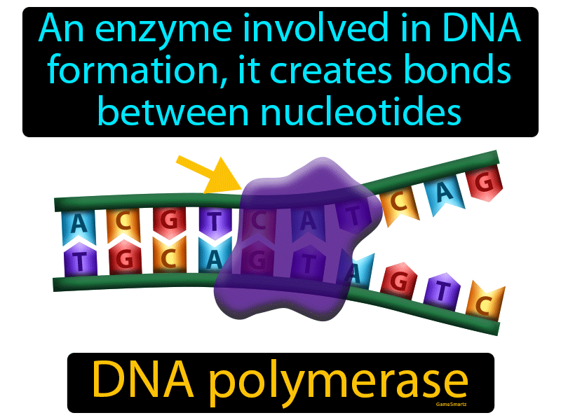 DNA Polymerase Definition