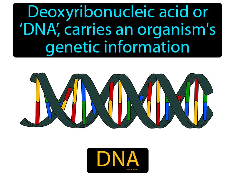 DNA Definition