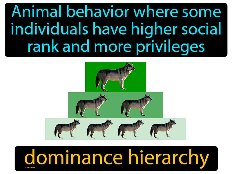 Dominance Hierarchy Definition