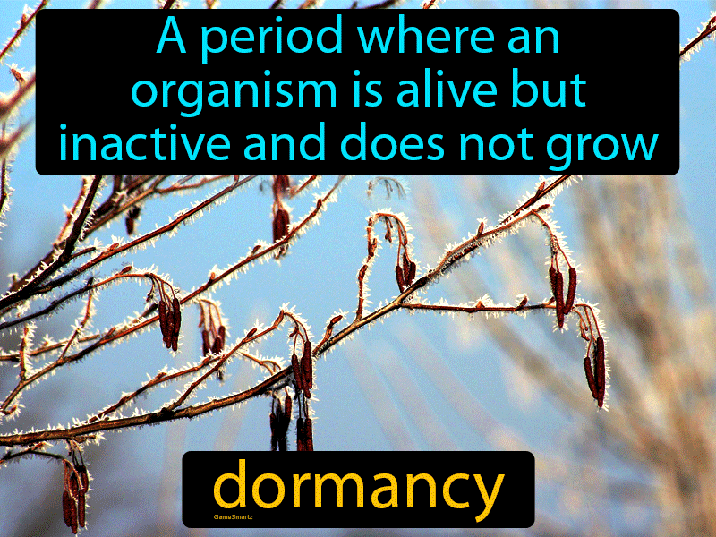 difference-between-quiescence-and-dormancy