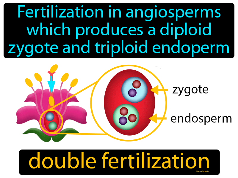 Double Fertilization Definition