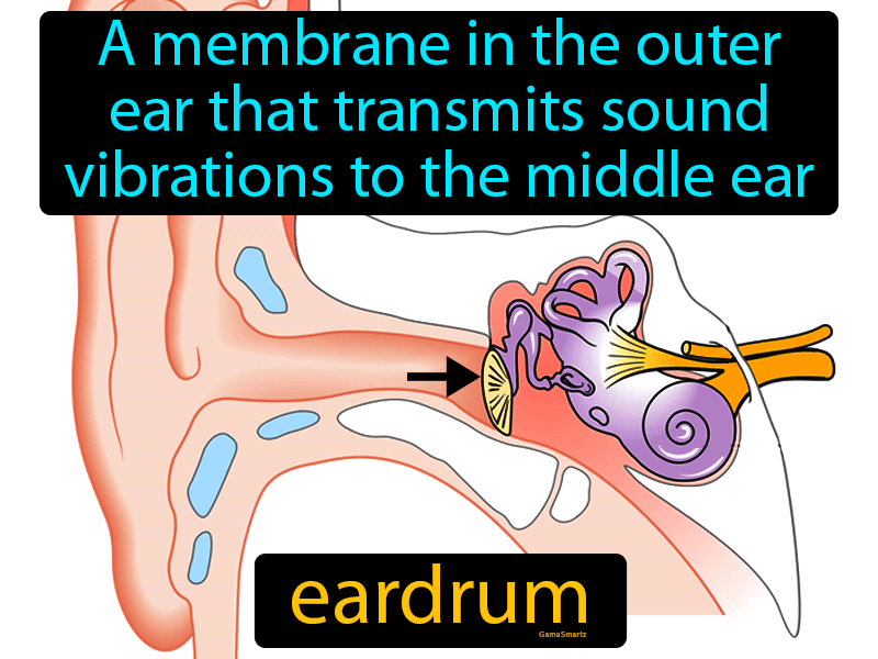 Eardrum Definition