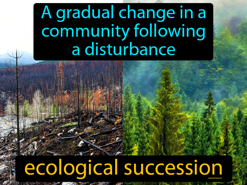 Ecological Succession Definition
