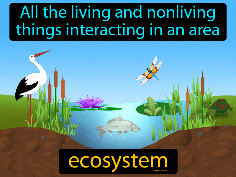 Importance of Ecosystems: Biodiversity and Human Impact