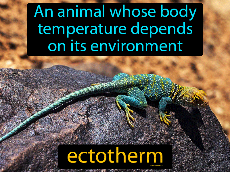 Ectotherm Definition