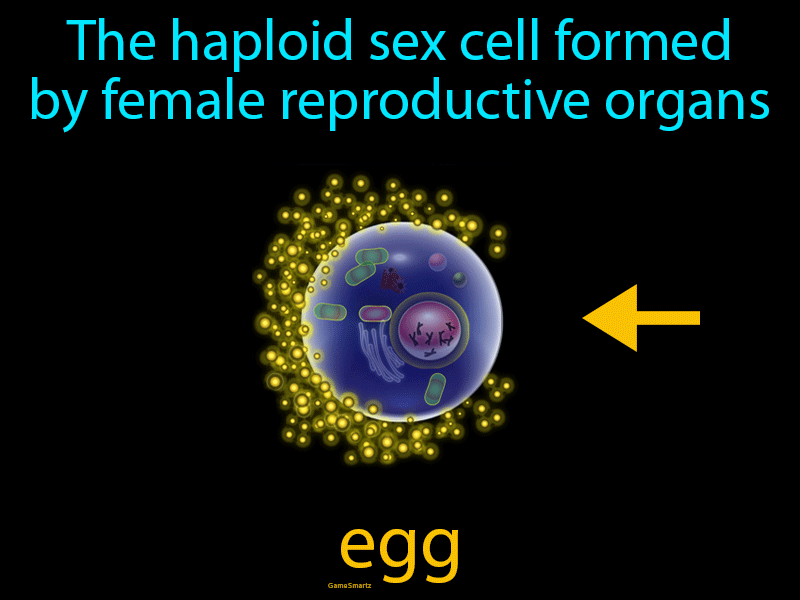 Egg Definition