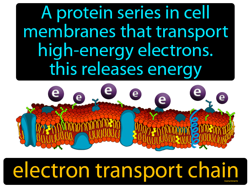 Electron Transport Chain Definition