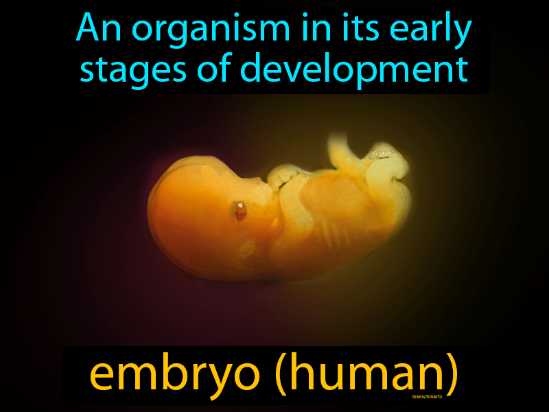 Embryo Definition