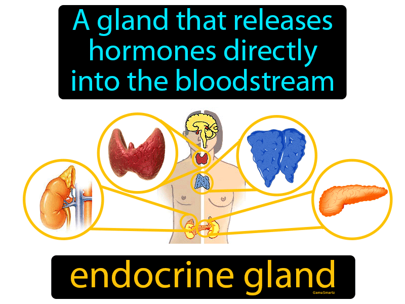 Endocrine Gland Definition