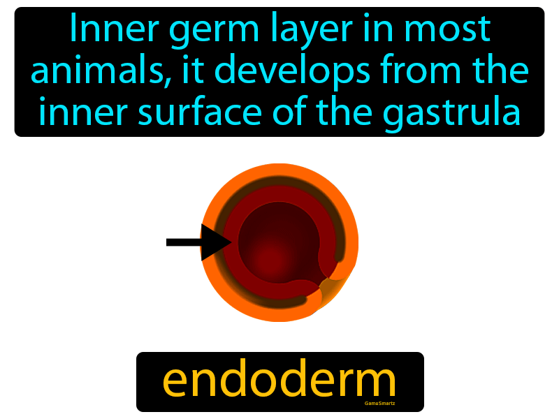 Endoderm Definition