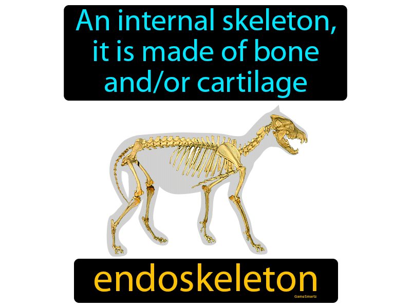 Endoskeleton Definition