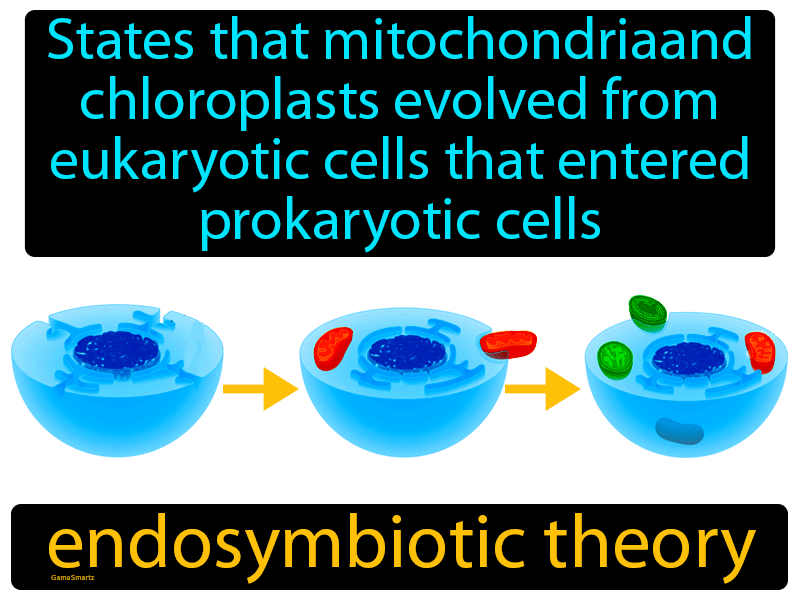 Endosymbiotic Theory Definition