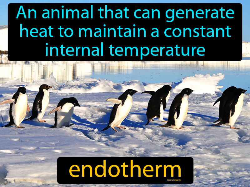 Endotherm Definition