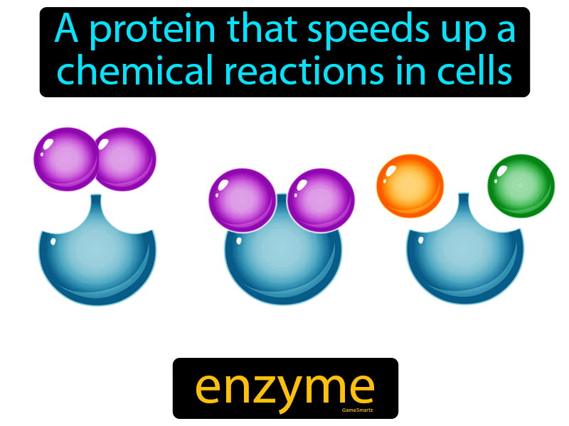 Enzyme Definition