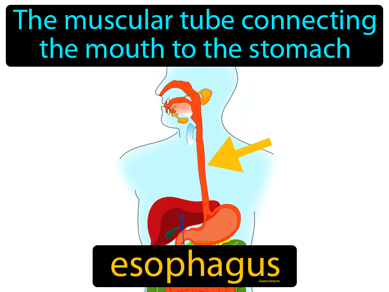 Esophagus Definition