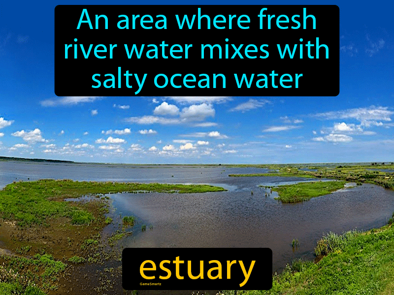Estuary Definition
