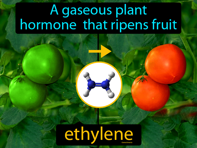 Ethylene Definition