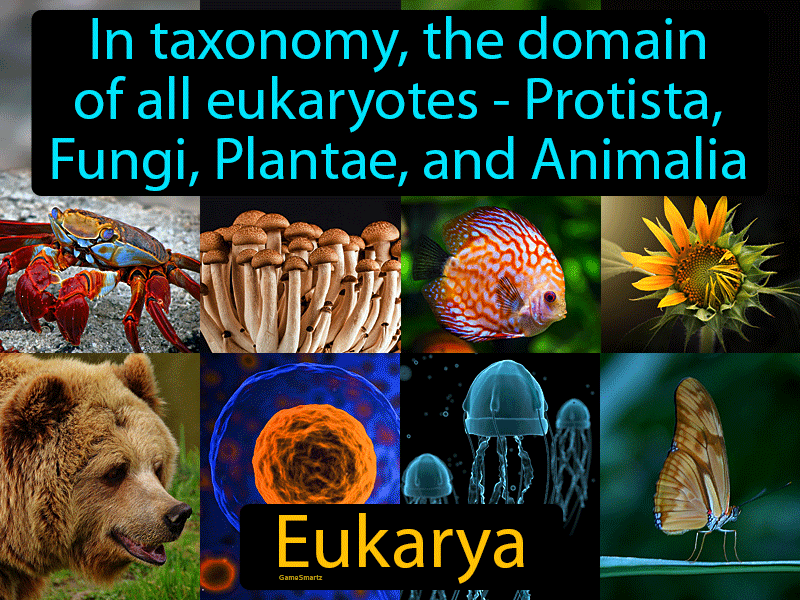Eukarya Definition