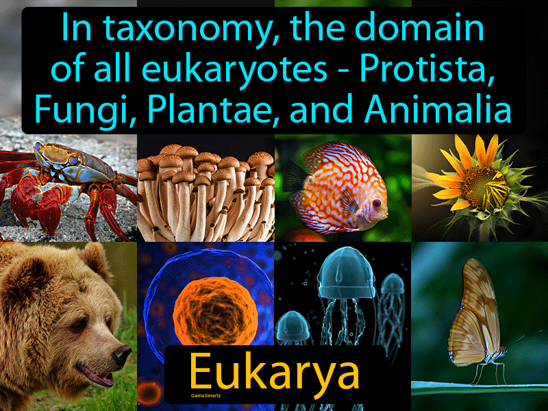 What Is The Domain Of Eukarya