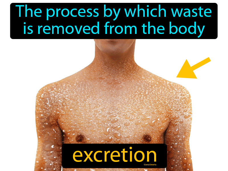 Excretion Definition
